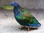 NicobarPigeon.JPG (137 KB)
